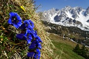 79 Genziana di primavera (Gentiana vernus)